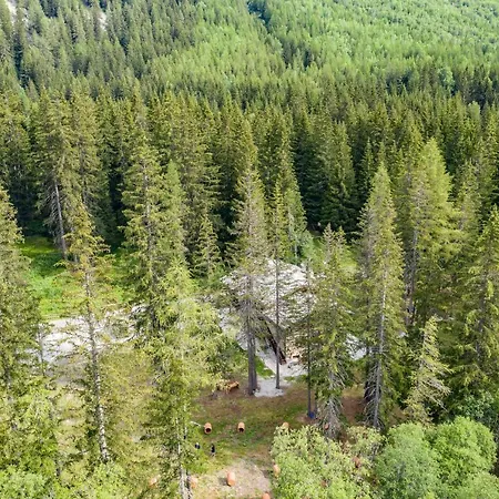 Wildhomes Wild Wolf *