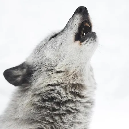 Wildhomes Wild Wolf * Courmayeur