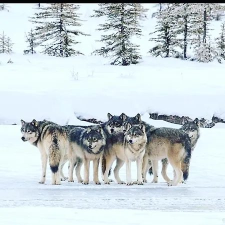 Apartmán Wildhomes Wild Wolf
